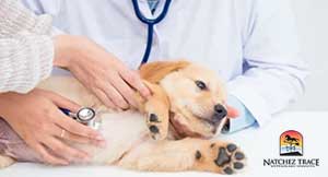 veterinary-checkup