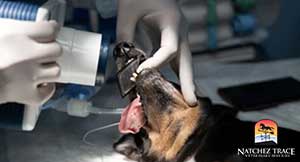 A veterinary dentist makes an x-ray of a dog's tooth N BM | pet dentistry