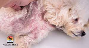 Animals-with-existing-skin-injuries-or-dermatitis-require-careful-consideration