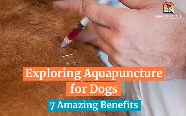 Exploring-Aquapuncture-for-Dogs