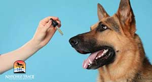 Western Herbal Medicine for Pets Dosing Dog