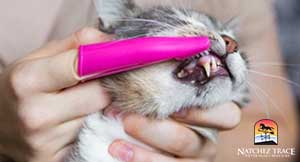 Regular-tooth-brushing