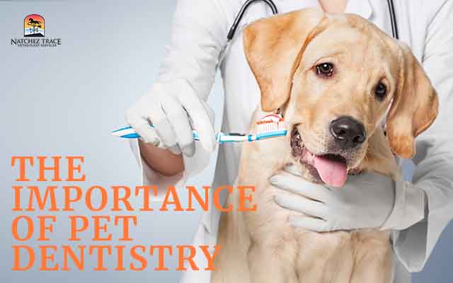 The-Importance-of-Pet-Dentistry