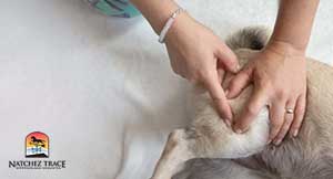 Tui-na-for-Dogs-Acupressure-points