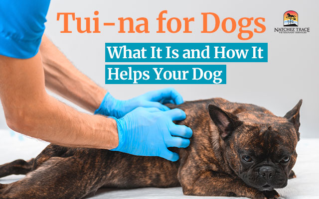 Tui-na-for-Dogs-What-It-Is-and-How-It-Helps-Your-Dog