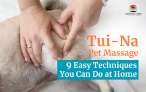 Tui-na-pet-massage