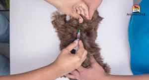 Vet-administers-therapeutic-fluids-in-identified-acupuncture-points