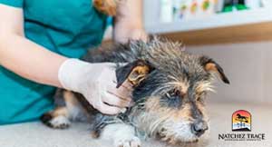 Vet-gently-massages-geriatric-dog