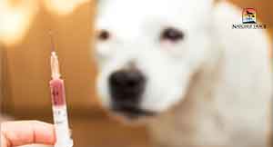 aquapuncture-introduces-fluids—vitamins_herbal-extracts_other-therapeutic-solutions
