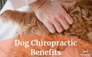 dog-chiropractic
