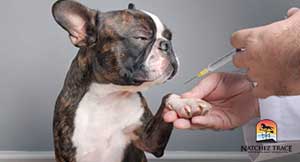 dog-stem-cell-injection-in-joints