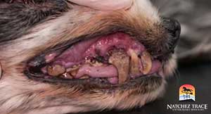 old-dog-with-gingivitis | pet dentistry