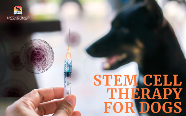 stem cell therapy for dogs in Nashville, TN