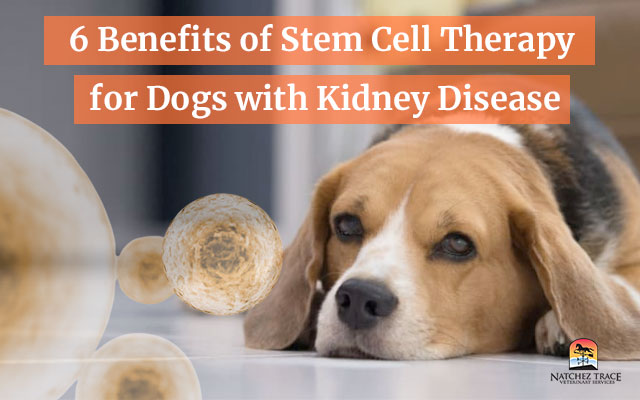 6 Benefits of Stem Cell Therapy for Dogs with Kidney Disease