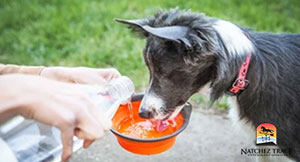 increased thirst, a canine kidney disease symptom