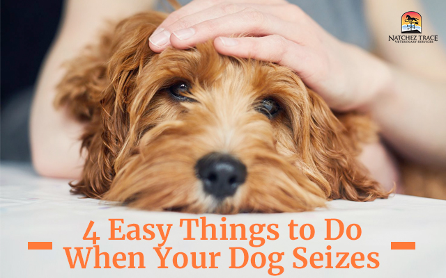 4 easy things to do when your dog seizes
