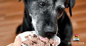 dog on renal diet for kidney disease