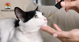giving-cat-herbal-medicine-for-allergies