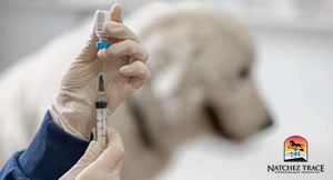 stem cell therapy for dogs with kidney disease