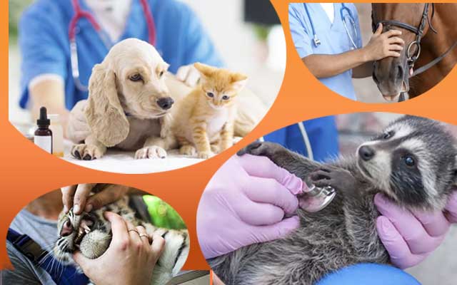 12+ Comprehensive Veterinary Medicine Options