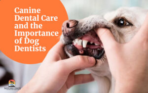 Canine Dental Care and the Importance of Dog Dentists: 3 Essential Tartar Removal Tips