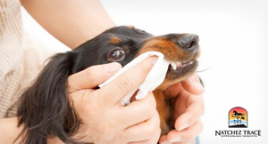 Canine-dental-wipes