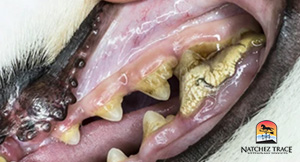 Close-up of severe tartar in mouth of dog