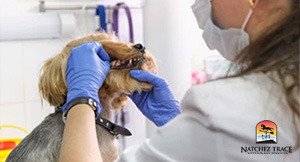 Dog dentist examining dog's teeth