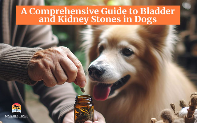 Holistic Canine Care: A Comprehensive Guide to Bladder and Kidney Stones in Dogs