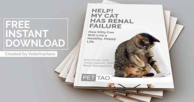 Get Your Free Cat Renal Failure Ebook & Help Your Cat Feel Better Today Graphic