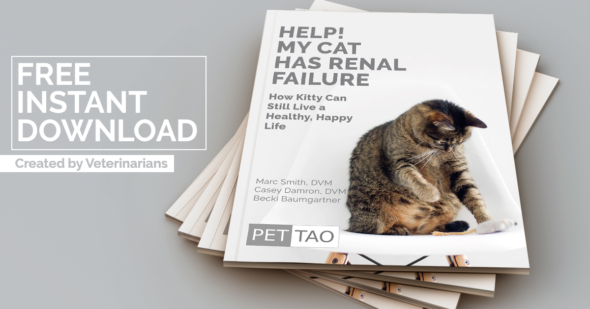 Get Your Free Cat Renal Failure Ebook & Help Your Cat Feel Better Today Graphic