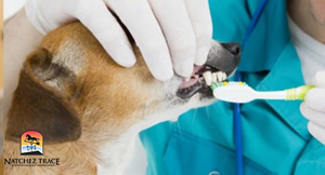 Prevention of Dog Dental Issues