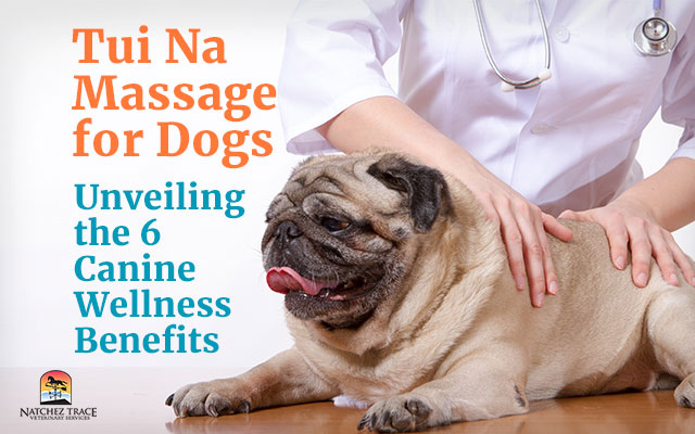 Tui Na Massage for Dogs: Unveiling the 6 Canine Wellness Benefits