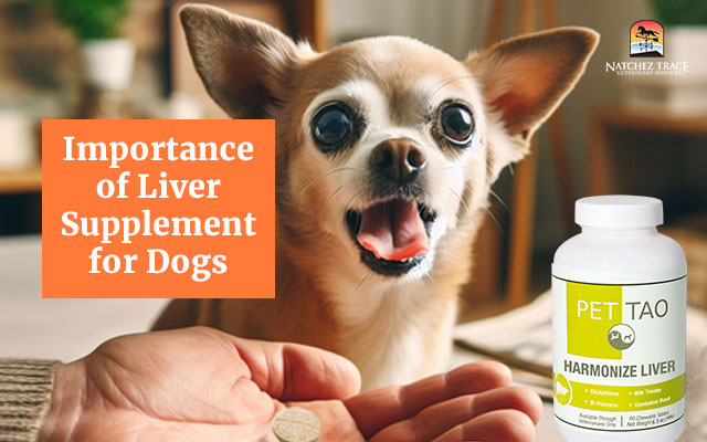 Importance of Liver Supplement for Dogs