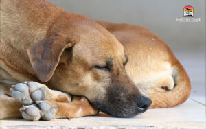 Lethargy is a sign of vitamin d deficiency in dogs