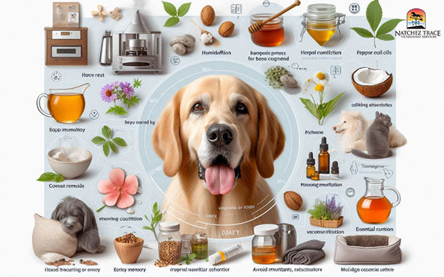 Herbal remedies for kennel cough hotsell