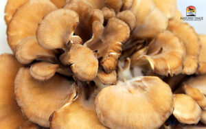 Maitake mushrooms for Dog and Cat Immunity