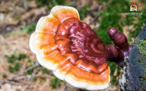 Reishi mushroom for Dog and Cat Immunity