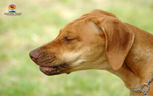 The symptoms of kennel cough