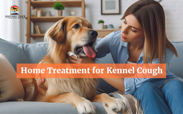 Cures for kennel cough best sale