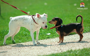 manage social interactions to prevent kennel cough