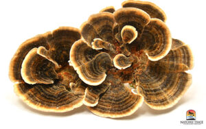 Turkey Tail Mushrooms for Dog and Cat Immunity