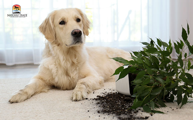 What to Do If Your Dog Has a Seizure: 3 Effective Steps to Take - Marc ... - Dogs Ingesting Plant Material