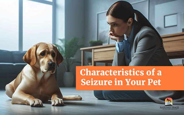 Seizure in Pets: 4 Types and Their Characteristics