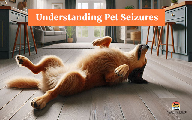 Understanding Pet Seizures: 5 Causes and Recognizing Key Signs