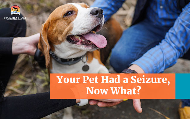 What to Do If Your Dog Has a Seizure: 3 Effective Things You Can Do