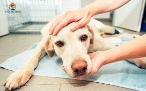 What to do if your dog has a seizure