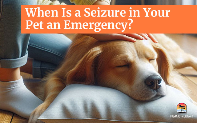 When Is a Seizure in Your Pet an Emergency?