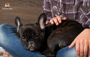 Comforting dog after seizure