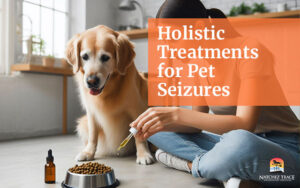 Holistic Treatments for Pet Seizures